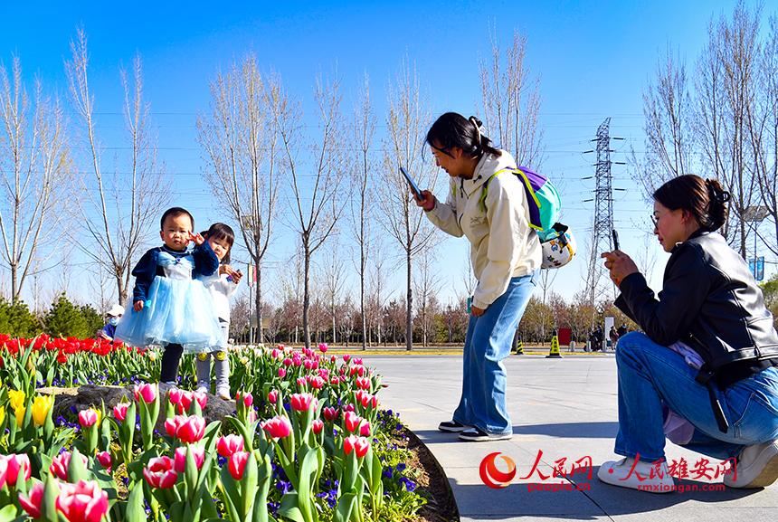 雄安悅?cè)莨珗@郁金香盛放，吸引了眾多游客前來踏青賞花。人民網(wǎng)宋燁文攝