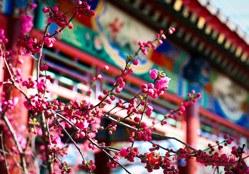 雄安郊野公園一角，枝頭綴滿花朵。人民網(wǎng)宋燁文攝