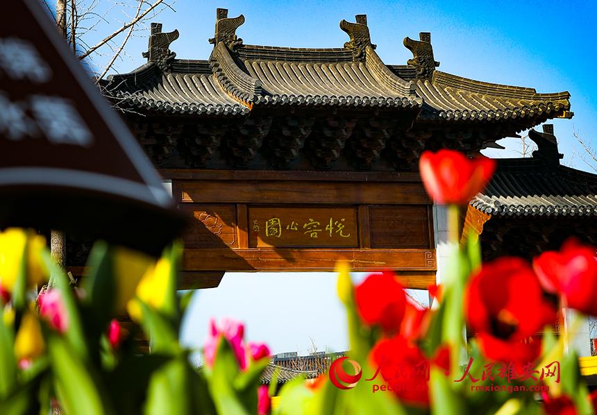 雄安悅?cè)莨珗@郁金香盛放。人民網(wǎng)宋燁文攝