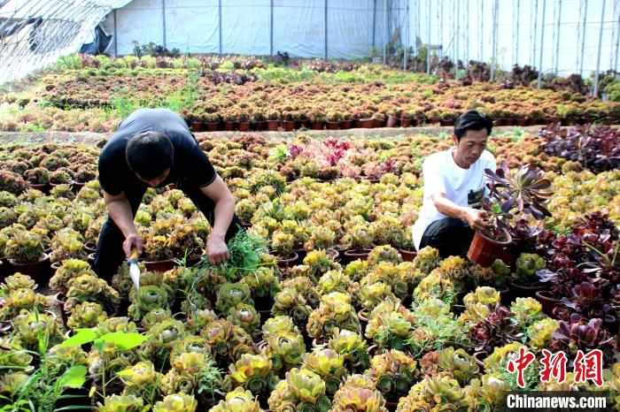 工作人員在基地種植棚內(nèi)鋤草?！≈苡?攝